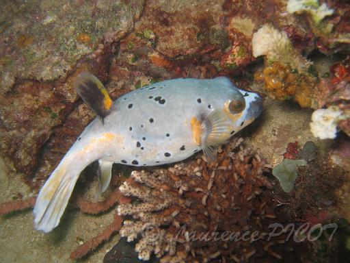 Tetrodon jaune - Arothrons nigropunctatus.JPG